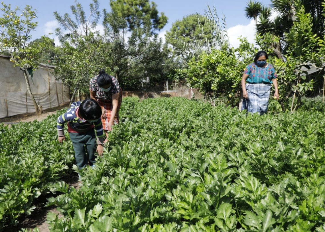 Obtienen Primera Cosecha De Huerto Comunitario En San Juan Sacatep Quez