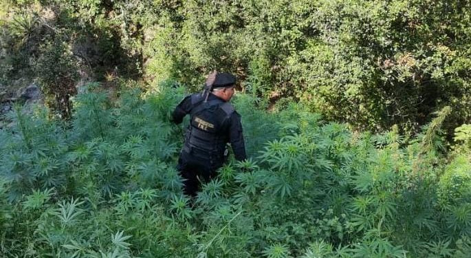 Erradican M S De Mil Matas De Marihuana En Totonicap N