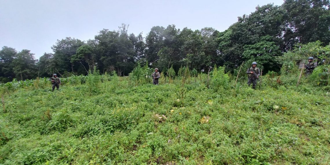 Erradican Plantaciones De Marihuana Y Amapola Agencia Guatemalteca De