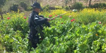 Erradican Plantaciones De Amapola En Operativo Antinarc Tico Agencia