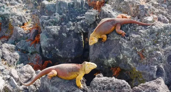 Cifran en 46 mil la población de iguanas amarillas en isla de las