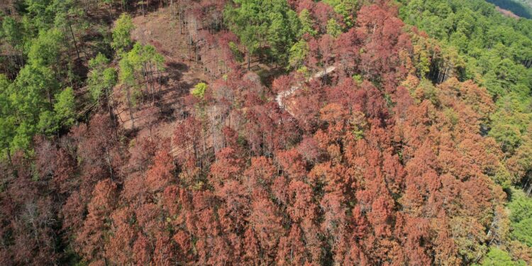 Buscan frenar plaga de gorgojo del pino en Gualán Agencia