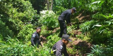 Policía Nacional Civil erradica 70 mil matas de marihuana en Petén