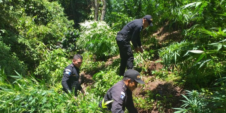 Policía Nacional Civil erradica 70 mil matas de marihuana en Petén