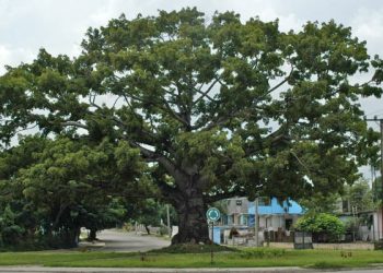 La ceiba, árbol de la vida con sombra acogedora