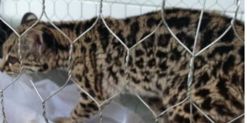 Diprona rescata más de 170 animales silvestres en el país