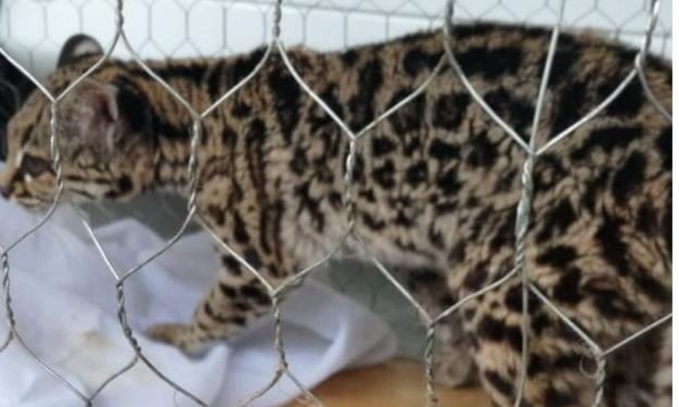 Diprona rescata más de 170 animales silvestres en el país