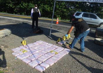 Agente canino Budy descubre droga oculta dentro de vehículo en Izabal