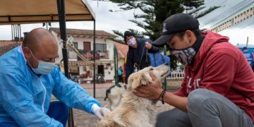 Vacunación canina