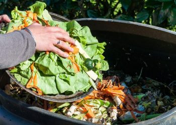 Desperdicio alimenticio