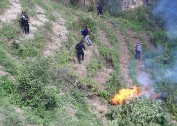 Policía Nacional Civil erradica 3 mil 200 matas de marihuana en Totonicapán