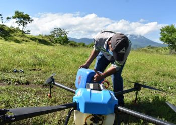 MAGA mantiene acciones contra la langosta que afecta plantaciones en Petén