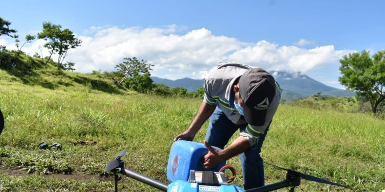 MAGA mantiene acciones contra la langosta que afecta plantaciones en Petén
