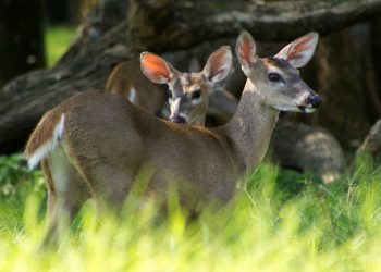 Efemérides: Guatemala conmemora el Día Mundial de los Animales