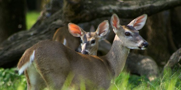 Efemérides: Guatemala conmemora el Día Mundial de los Animales