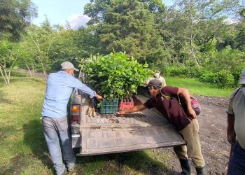 Reforestación