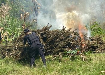 PNC erradica marihuana valorada en más de 35 millones de quetzales