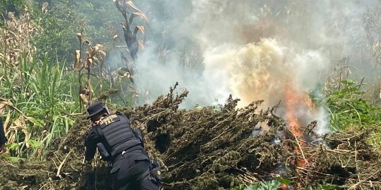 PNC erradica marihuana valorada en más de 35 millones de quetzales