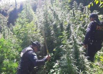 Localizan plantación de marihuana valorada en más de un millón de quetzales
