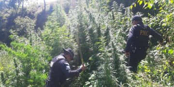 PNC erradica 24 mil 660 matas de marihuana en Totonicapán
