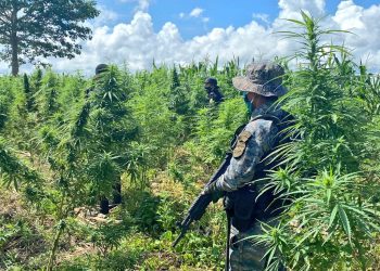 Ejército: A la fecha se han erradicado 446 mil arbustos de coca