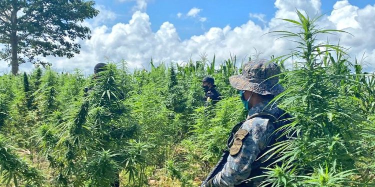Ejército: A la fecha se han erradicado 446 mil arbustos de coca