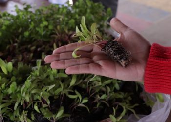 Gobierno impulsa promoción de huertos familiares comunitarios