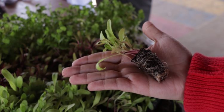 Gobierno impulsa promoción de huertos familiares comunitarios