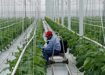 trabajadores temporales Minex