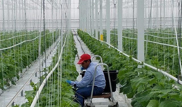 trabajadores temporales Minex
