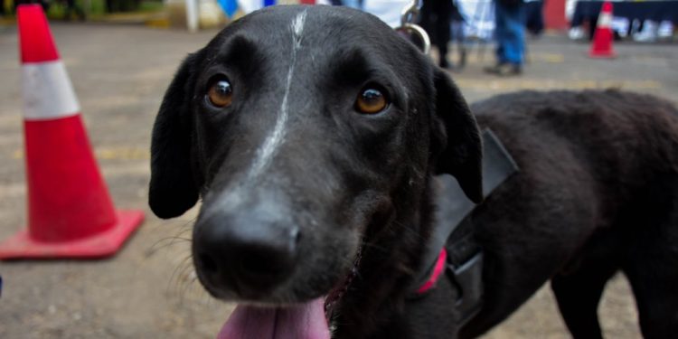 Se inicia campaña de vacunación contra la rabia en perros y gatos