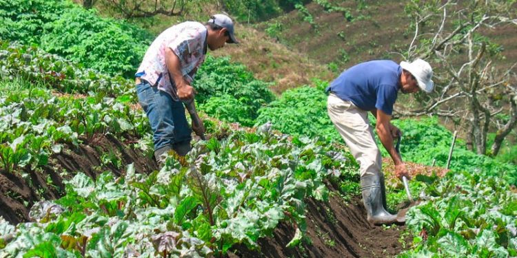 Invertirán 66,7 millones de dólares para aumentar resiliencia de agricultores guatemaltecos