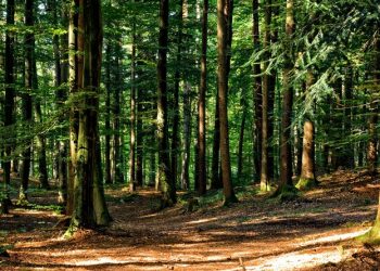 FAO: Guatemala se posiciona como país con datos actualizados sobre recursos forestales