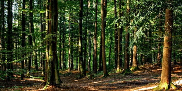 FAO: Guatemala se posiciona como país con datos actualizados sobre recursos forestales