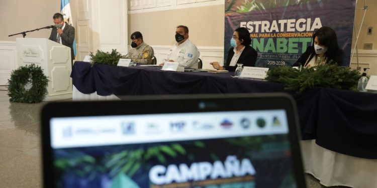 Lanzan campaña para controlar venta de pinabete durante temporada navideña
