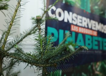 Cuáles son las sanciones que se imponen por vender pinabete ilegalmente