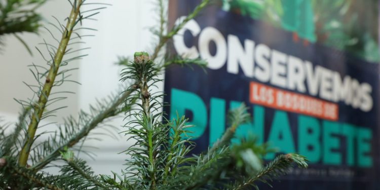 Cuáles son las sanciones que se imponen por vender pinabete ilegalmente