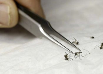 Los vectores que causan las enfermedades de dengue, zika, chikungunya y malaria.