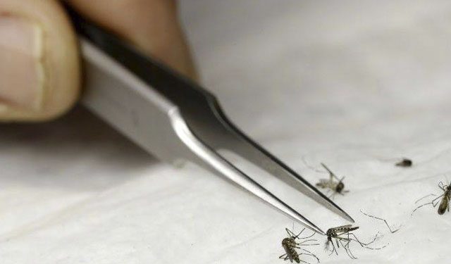 Los vectores que causan las enfermedades de dengue, zika, chikungunya y malaria.