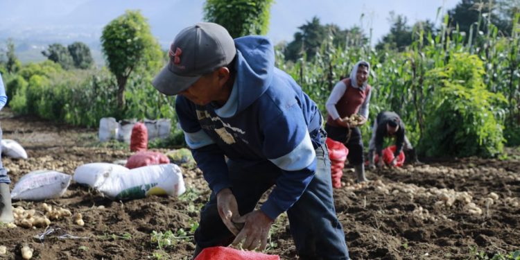Guatemala contará con Gabinete Específico de Desarrollo Rural Integral