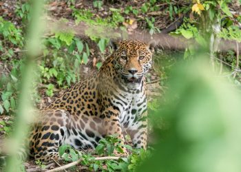 El Jaguar es el felino más grande de América, símbolo de poder para la cultura maya./Foto: Conap