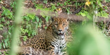 El Jaguar es el felino más grande de América, símbolo de poder para la cultura maya./Foto: Conap