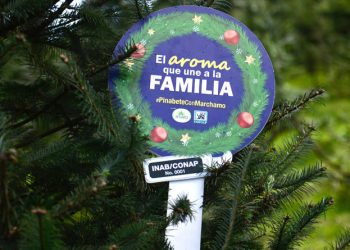 Cuáles son los puntos de venta de pinabete autorizados en Guatemala