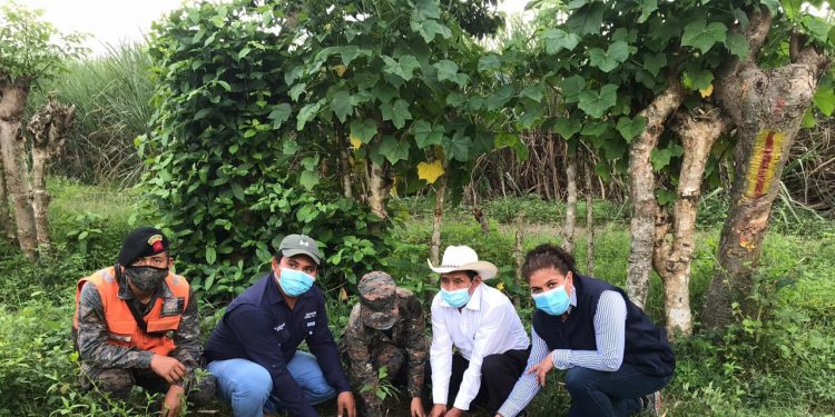 Ministerio de Ambiente promueve reforestación en Escuintla