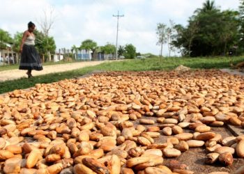 Salón del Cacao se realizará este año de forma virtual