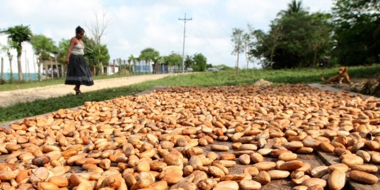 Salón del Cacao se realizará este año de forma virtual