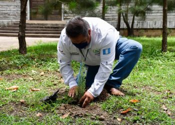 Programa Sembrando Huella logra reforestar 480,41 hectáreas durante 2020