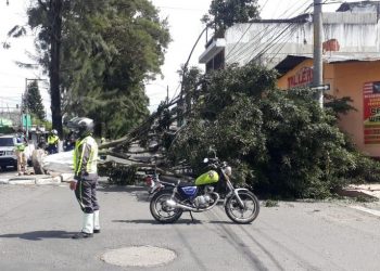 Fuertes vientos dejan árboles caídos en distintos sectores de la ciudad