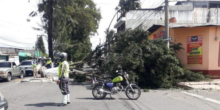 Fuertes vientos dejan árboles caídos en distintos sectores de la ciudad