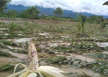 danos-cultivos-tormenta